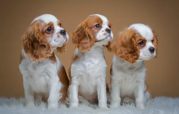 Puppies, trio, spotted, spaniels