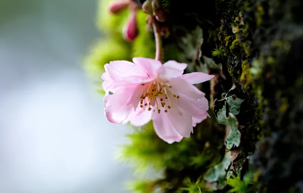 Picture macro, trees, flowers, moss, spring, pink, bark, flowering