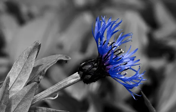 Blue, black and white, contrast, cornflower
