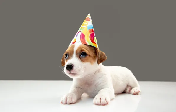 White, look, pose, holiday, legs, dog, baby, puppy