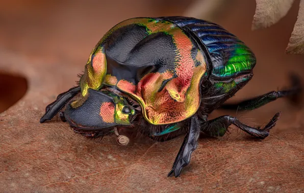Bright, leaf, beetle, colorful, brilliant