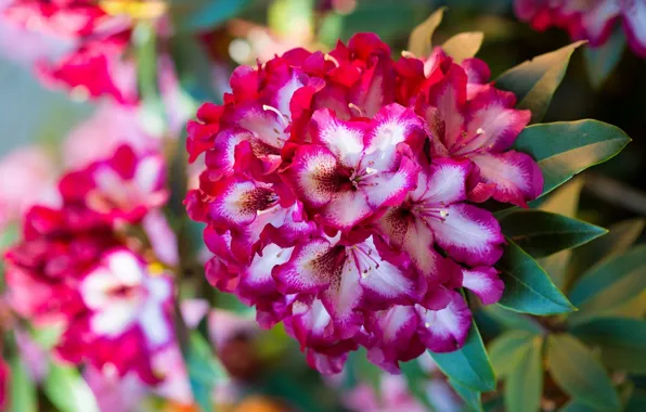 Macro, branch, rhododendron, Azalea, motley