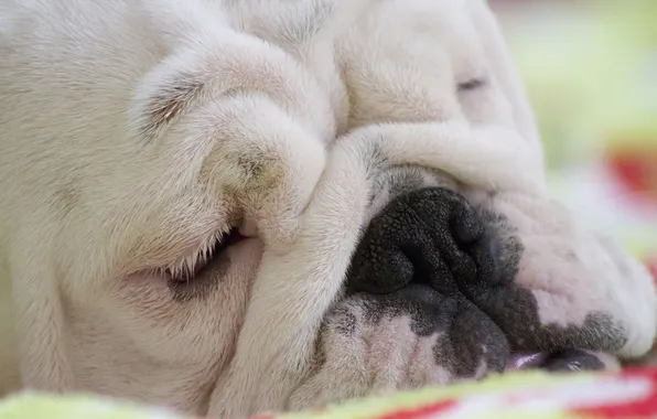 Picture face, sleep, English bulldog