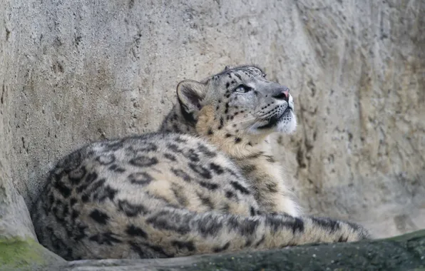 Picture cat, IRBIS, snow leopard, ©Tambako The Jaguar