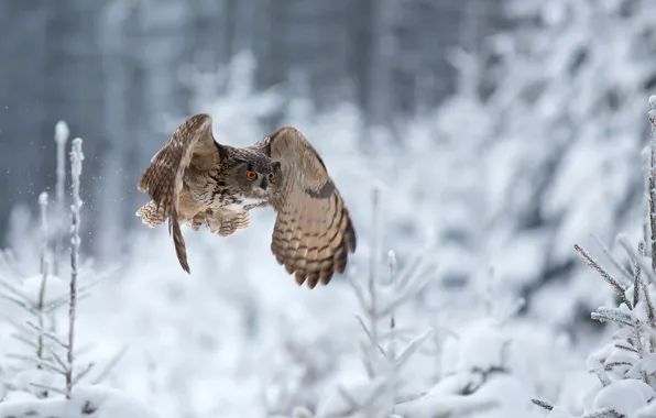 Picture winter, flight, owl, Eagle Owl