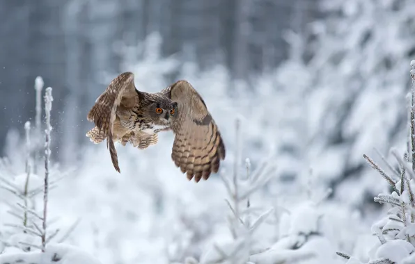 Winter, owl, flight, Eagle Owl