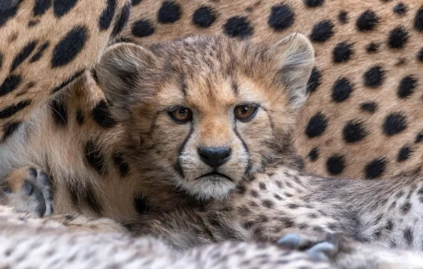 Kitty, Cheetah, face, cub, mother, cheetahs