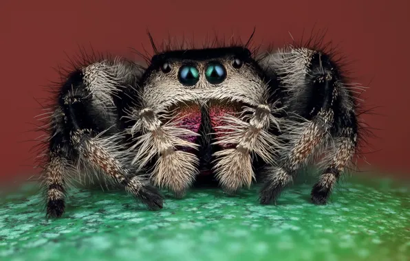 Eyes, macro, pose, green, background, black, legs, spider