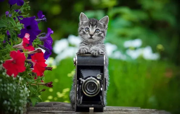 Picture flowers, the camera, kitty, petunias, Yuriy Korotun