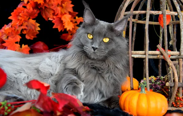 Autumn, cat, cat, look, face, grey, cell, lies