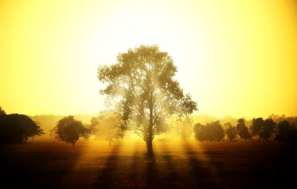 The sky, rays, trees, sunset