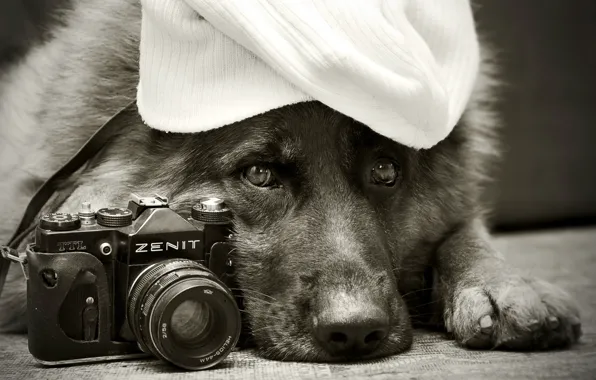 Each, dog, Zenit, German shepherd
