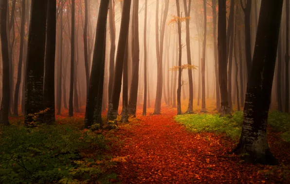 Autumn, forest, leaves, trees, nature, fog, path, Landscapes