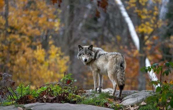 Autumn, forest, stones, grey, wolf