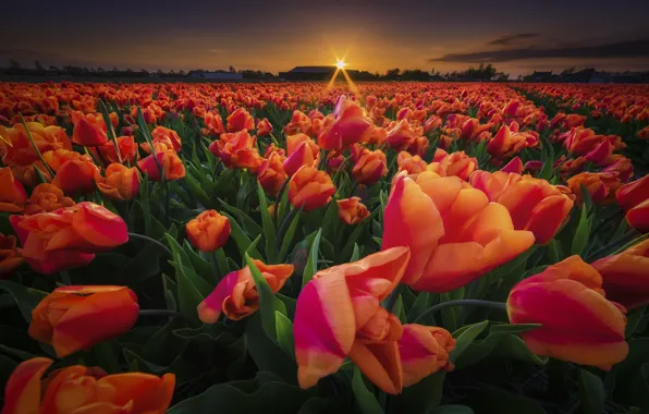 Field, sunset, flowers, tulips