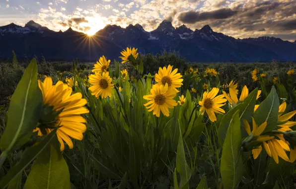 Field, summer, the sun, flowers, mountains, yellow, meadow, balsamorhiza