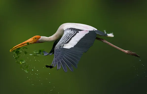 WINGS, DROPS, FLIGHT, BIRD, BEAK, TAIL