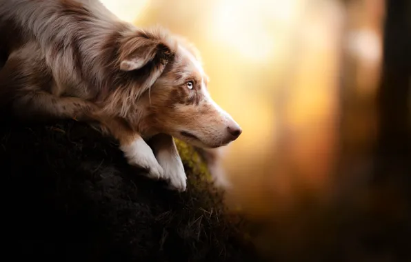 Background, each, dog