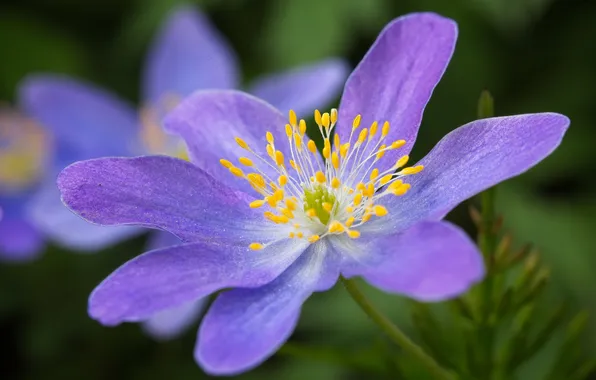 Flower, petals, stamens