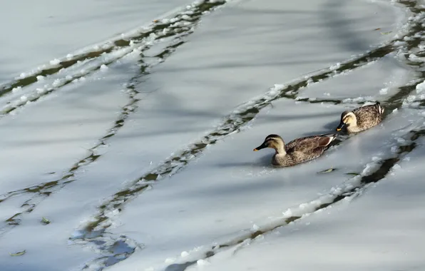 Ice, nature, duck