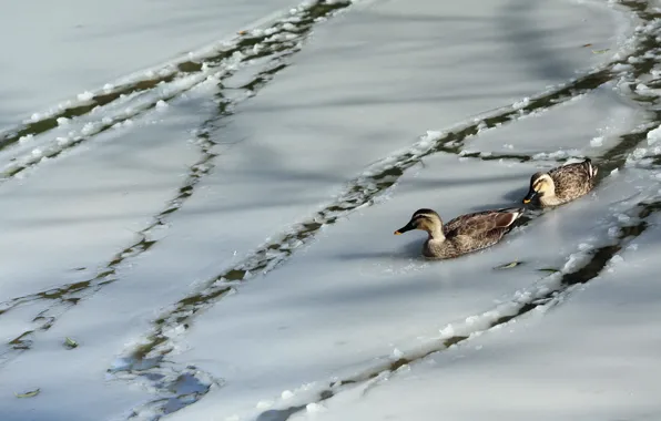 Nature, duck, ice