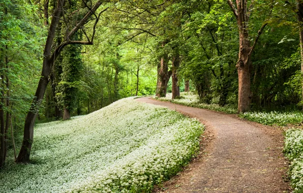 Picture forest, trees, spring, Germany, track, path, Germany, forest Park