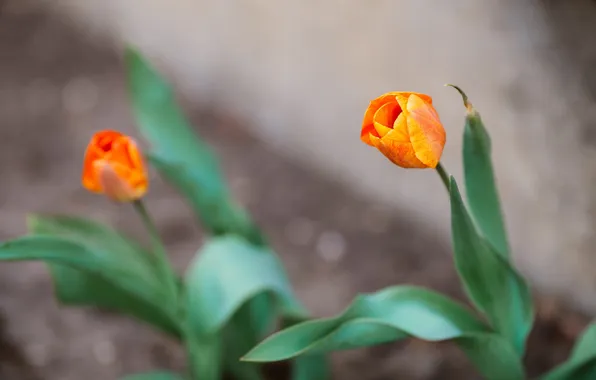 Flowers, yellow, tulips, orange petals