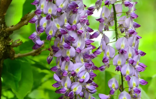 Picture leaves, flowers, Bush, Wisteria