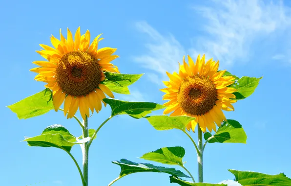 Picture the sky, leaves, nature, sunflower, petals