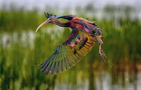 Bird, the rise, The glossy IBIS