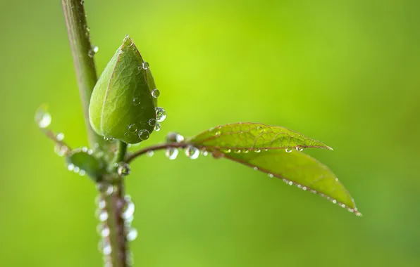 Drops, green background, rosebud