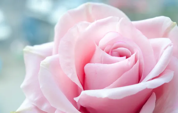 Picture flower, flowers, rose, pink rose