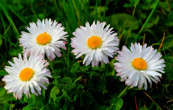 Picture flower, spring, daisy