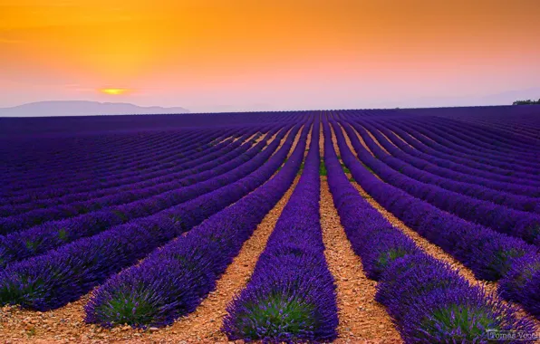 Picture field, France, lavender, plantation