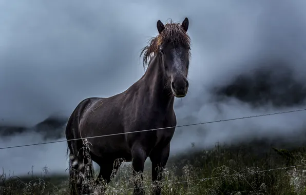 Grass, field, mountains, clouds, fence, horse, wire, countryside