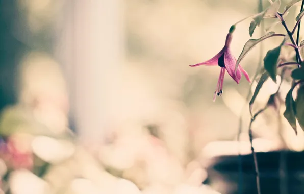 Picture flower, leaves, macro, flowers, background, pink, widescreen, Wallpaper