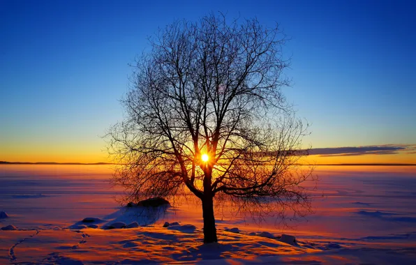 Winter, the sky, the sun, snow, sunset, tree