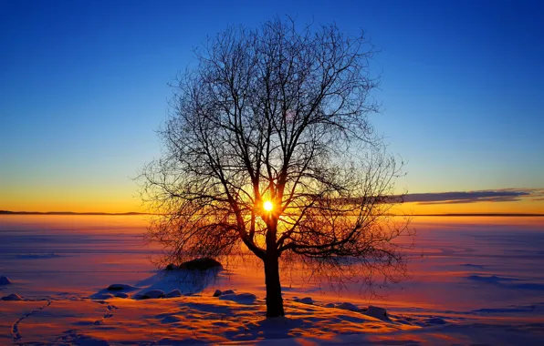 Winter, the sky, the sun, snow, trees, sunset