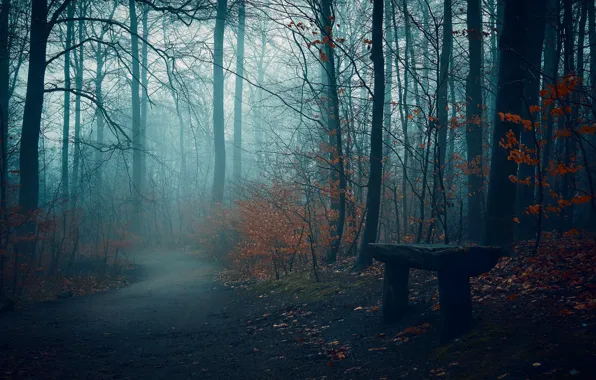 Road, autumn, fog, Park, bench