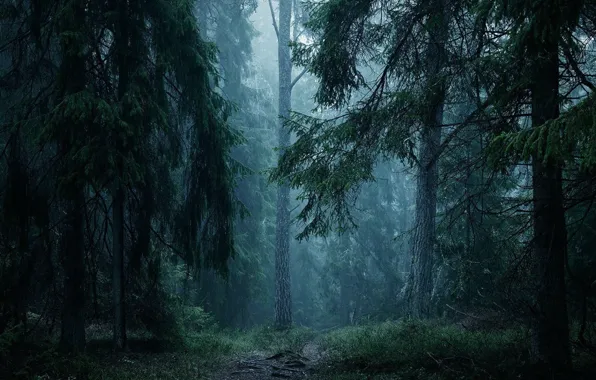 Picture forest, trees, nature, fog, path