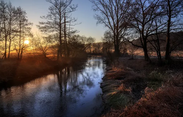 The sun, trees, nature, dawn, river