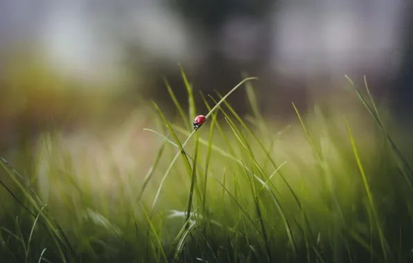 Picture grass, leaves, ladybug