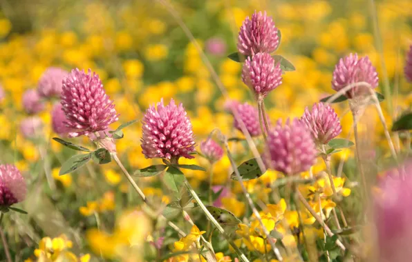 Picture summer, flowers, yellow, meadow, clover, pink, field, a lot