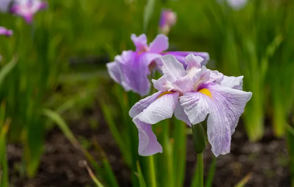 Leaves, flowers, spring, garden, flowerbed, irises, lilac