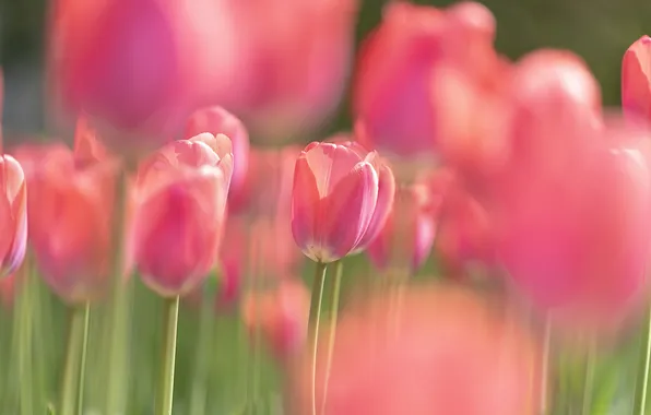 Light, flowers, blur, spring, tulips, pink, buds, flowerbed