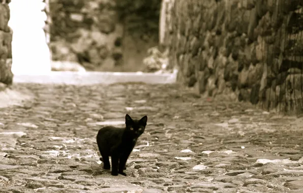 Picture kitty, street, black, looks