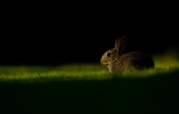 Grass, look, light, nature, grey, glade, hare, rabbit