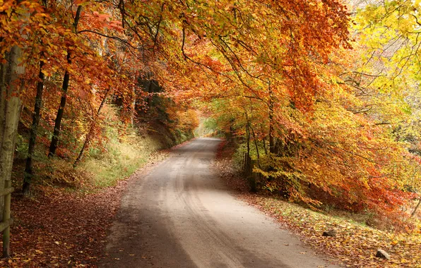 Road, autumn, forest