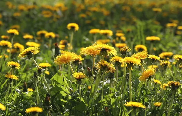 Picture spring, meadow, dandelions