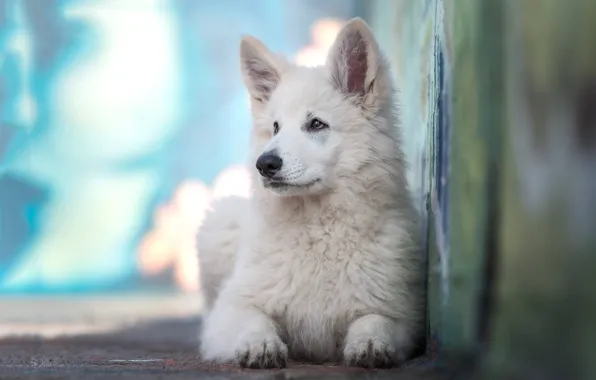 Picture dog, puppy, The white Swiss shepherd dog